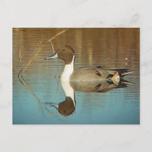 Carte postale Northern Pintail (Devant)