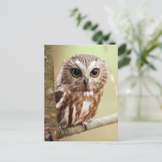Carte Postale Northern Saw-whet Owl (Aegolius acadicus) (Debout devant)