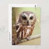 Carte Postale Northern Saw-whet Owl (Aegolius acadicus) (Devant / Derrière)