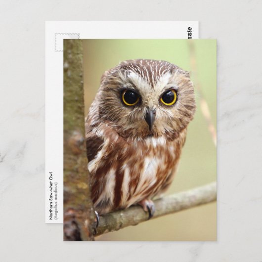 Carte Postale Northern Saw-whet Owl (Aegolius acadicus) (Devant / Derrière)