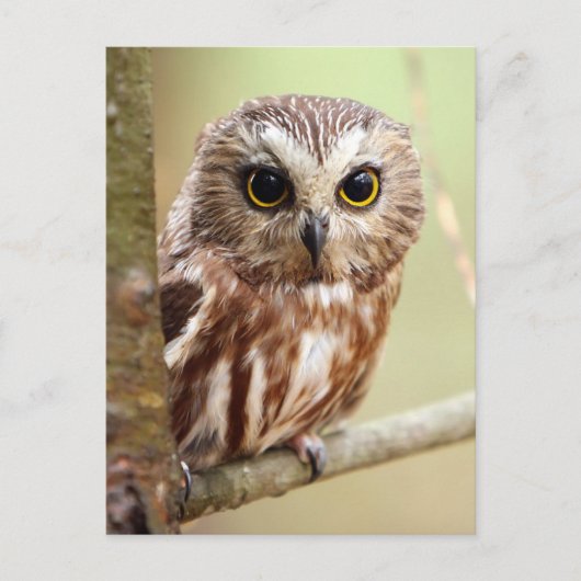 Carte Postale Northern Saw-whet Owl (Aegolius acadicus) (Devant)