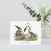 Carte Postale Northern Shoveler, John Audubon (Debout devant)