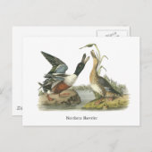 Carte Postale Northern Shoveler, John Audubon (Devant / Derrière)