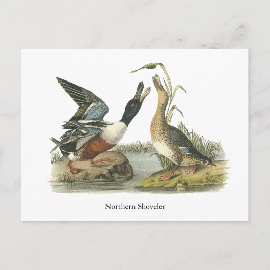 Carte Postale Northern Shoveler, John Audubon (Devant)