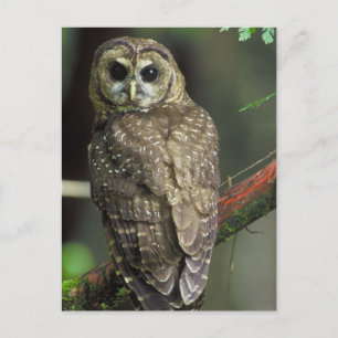 Carte Postale Northern Spotted Owl