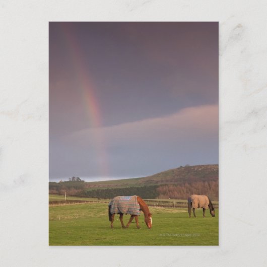 Carte Postale Northumberland, Angleterre (Devant)