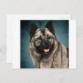 Carte Postale Norvégien Elkhound (Devant / Derrière)