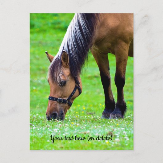 Carte Postale Norwegian Fjord Horse Postcard (Devant)