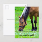 Carte Postale Norwegian Fjord Horse Postcard (Devant / Derrière)