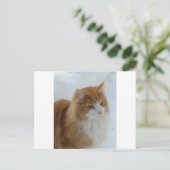 Carte Postale Norwegian_Forest_Cat (Debout devant)