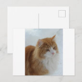 Carte Postale Norwegian_Forest_Cat (Devant / Derrière)