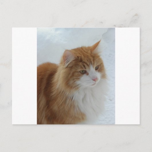 Carte Postale Norwegian_Forest_Cat (Devant)