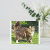 Carte Postale norwegian forest cat full.png (Debout devant)