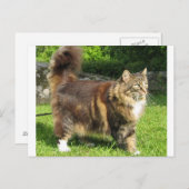 Carte Postale norwegian forest cat full.png (Devant / Derrière)