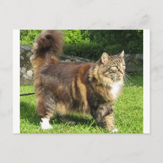 Carte Postale norwegian forest cat full.png (Devant)