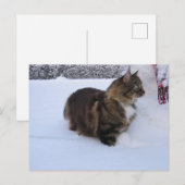 Carte Postale norwegian forest cat in snow (Devant / Derrière)