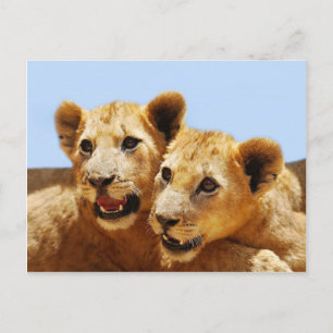 Carte Postale Nos visages de lions mignons