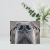 Carte Postale Nose de Grand Danois (Debout devant)