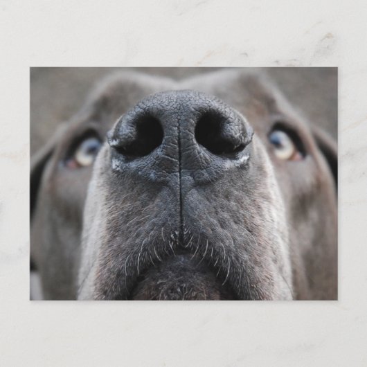 Carte Postale Nose de Grand Danois (Devant)