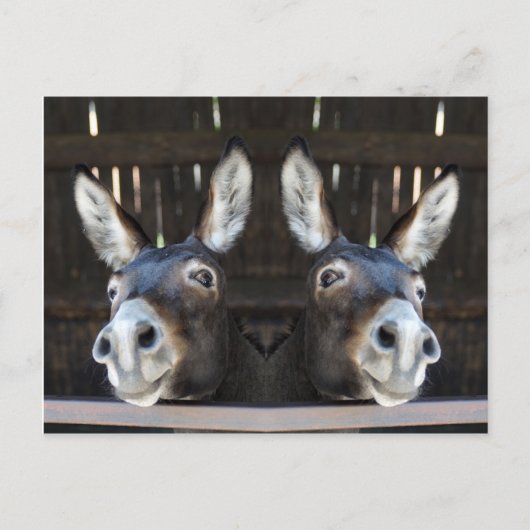 Carte Postale Nosey âne en miroir (Devant)