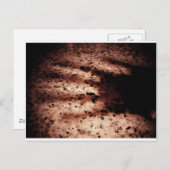 Carte Postale Nosferatu (Devant / Derrière)