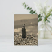 Carte Postale Nosferatu Squirrel (Debout devant)