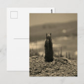 Carte Postale Nosferatu Squirrel (Devant / Derrière)