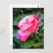 Carte Postale Nostalgie Rose Nostalgie (Devant / Derrière)