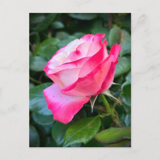 Carte Postale Nostalgie Rose Nostalgie (Devant)