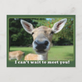 Carte Postale Nosy Deer ne peut pas attendre de rencontrer votre (Devant)