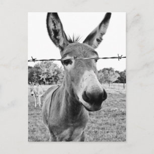 Carte Postale Nosy Donkey