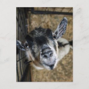 Carte Postale Nosy Goat En Regard