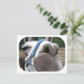 Carte Postale Nosy Llama (Debout devant)