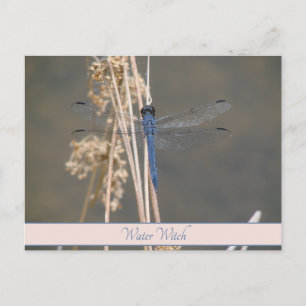 Carte Postale Note de botanique personnalisée du dragonfly bleu