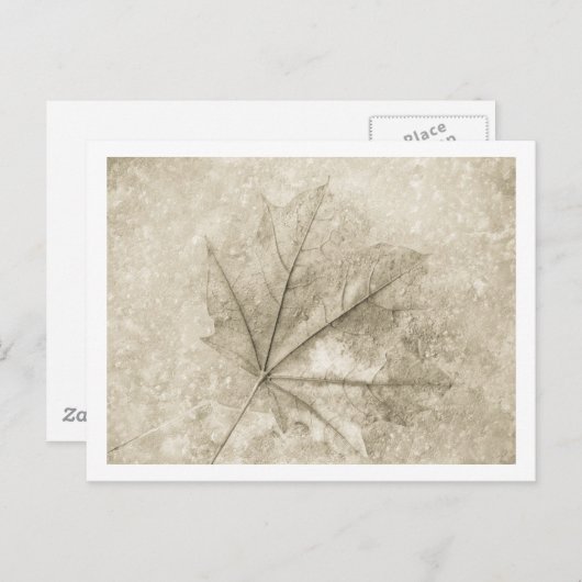 Carte Postale notes de beauté (Devant / Derrière)