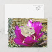 Carte Postale Notre Jardin Cactus Fleurit Un Lizard (Devant / Derrière)