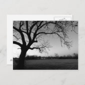 Carte postale noueuse d'arbre (Devant / Derrière)