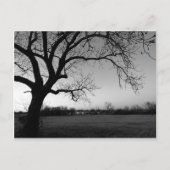 Carte postale noueuse d'arbre (Devant)