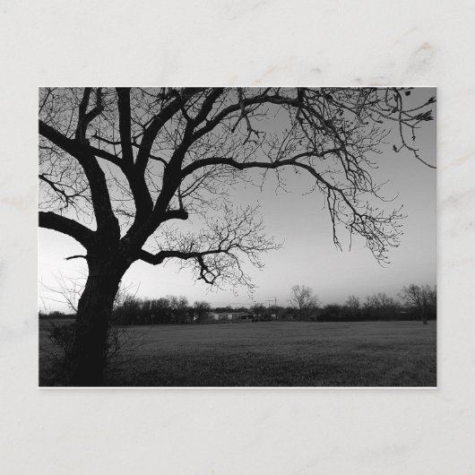 Carte postale noueuse d'arbre (Devant)