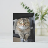 Carte Postale Nouilles (Debout devant)