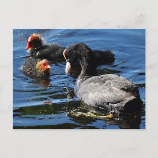 Carte Postale Nourrir des bébés (Devant)
