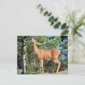 Carte Postale Nourrir des cerfs (Debout devant)