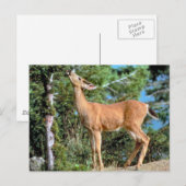 Carte Postale Nourrir des cerfs (Devant / Derrière)