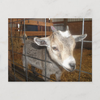 Carte Postale Nourris-moi !