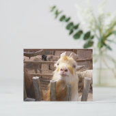 Carte Postale Nourris-moi ! Chèvres (Debout devant)