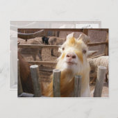 Carte Postale Nourris-moi ! Chèvres (Devant / Derrière)