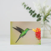 Carte Postale Nourriture brillante de colibri à partir d'une fle (Debout devant)
