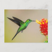 Carte Postale Nourriture brillante de colibri à partir d'une fle (Devant)