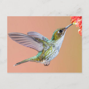 Carte Postale Nourriture de colibri vert sur une fleur orange