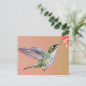 Carte Postale Nourriture de colibri vert sur une fleur orange (Debout devant)